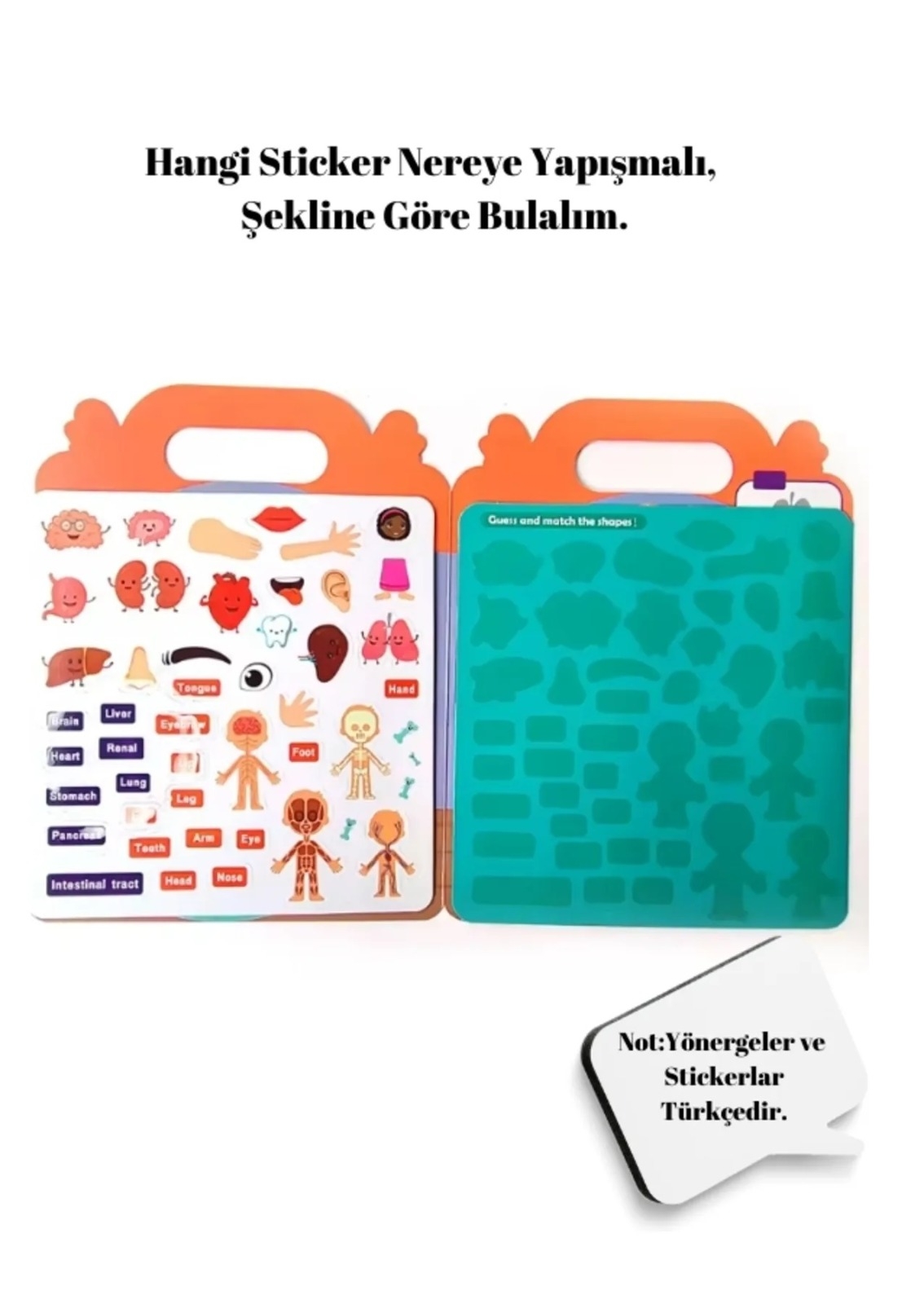 Tekrar Tekrar Kullanılabilen  İlk Sticker Kitabım -My Body - Vücudum